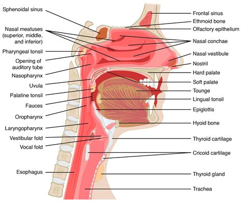 鼻子|Anatomy, Head and Neck, Nose